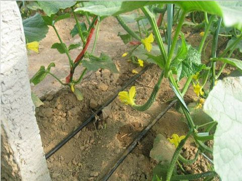 滴灌技(jì)術的優缺點