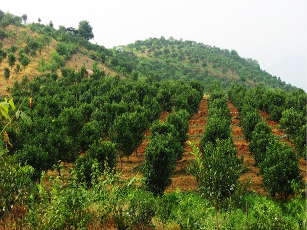 微噴與噴(pēn)灌的比較
