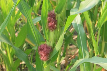 夏玉米(mǐ)高產栽培十大技術