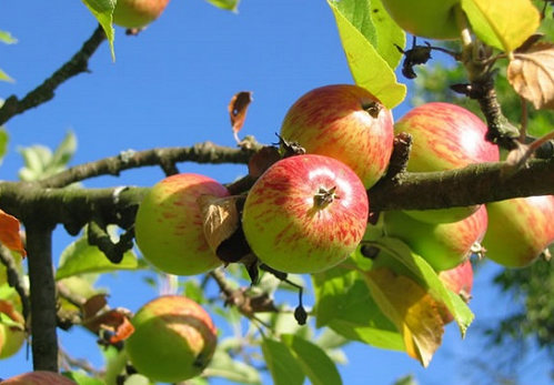 果樹土肥水(shuǐ)管理 常見的施肥四大(dà)誤區