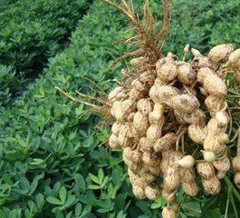 花生澆水啥時最好?幾次最佳?